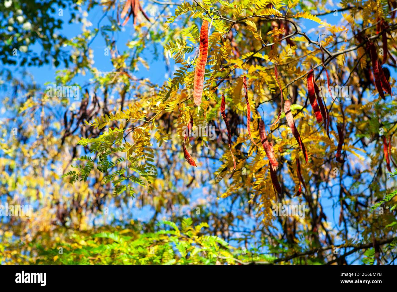 Honey Locust branches in autumn  . Pods on the tree . Gleditsia triacanthos Stock Photo