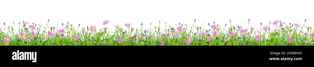 green grass and pink spring flowers isolated on white background Stock ...
