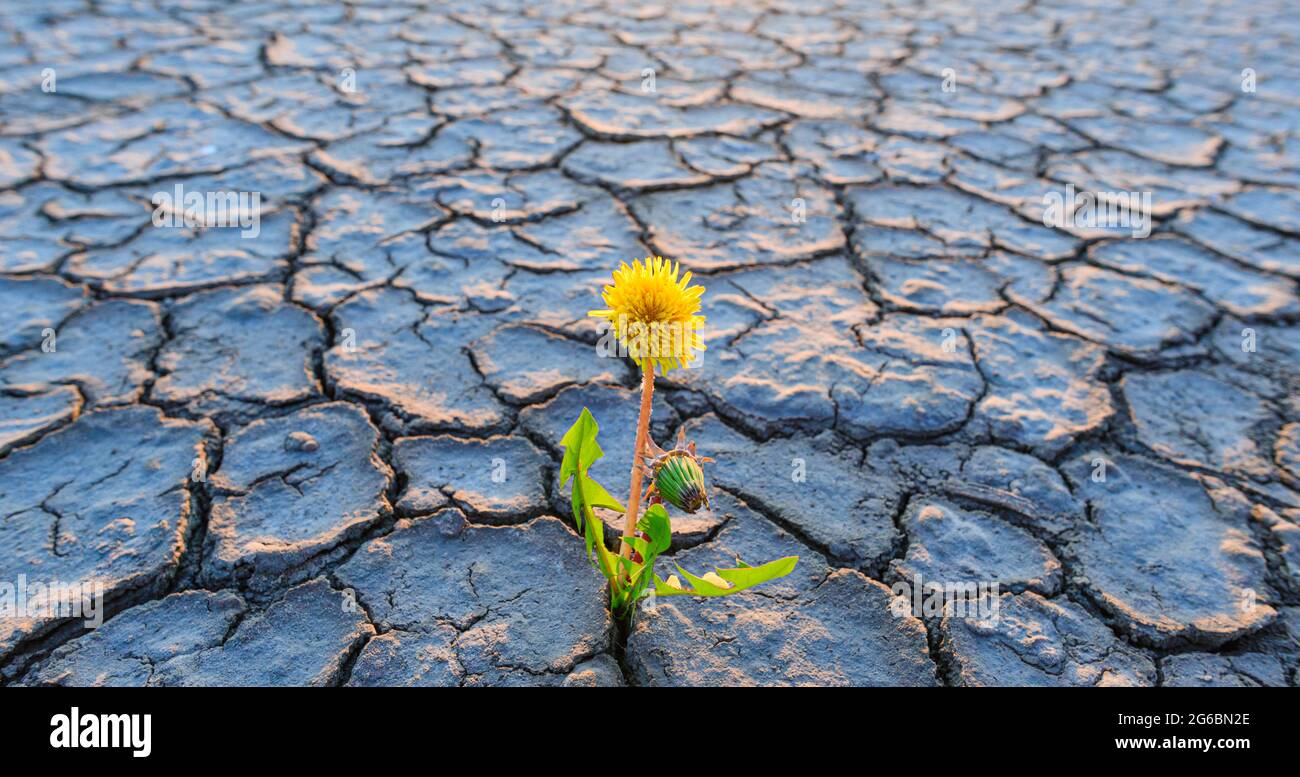 plant growing in desert drought concept Stock Photo