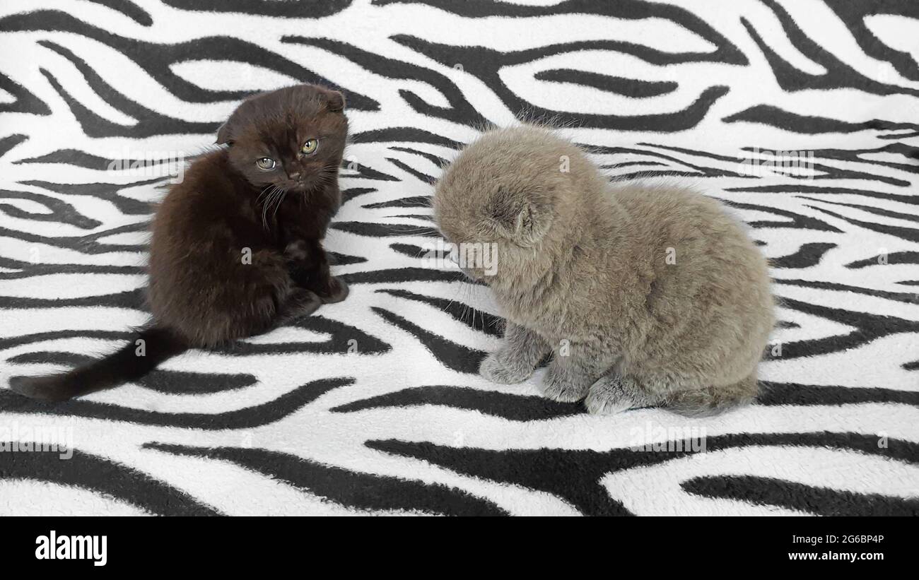 Black and gray kitten on a bedspread. Copy space. Stock Photo