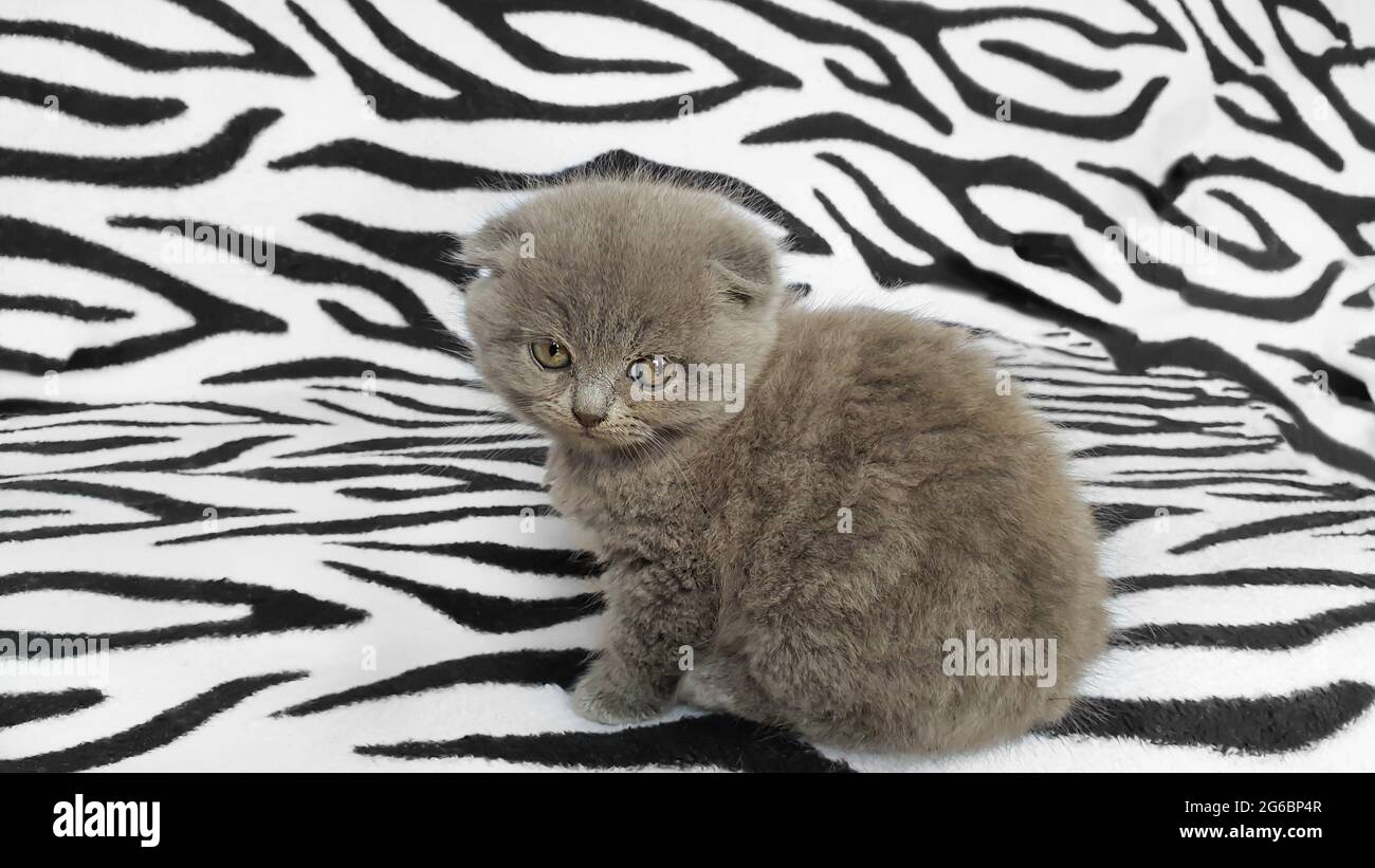 Black and gray kitten on a bedspread. Copy space. Stock Photo