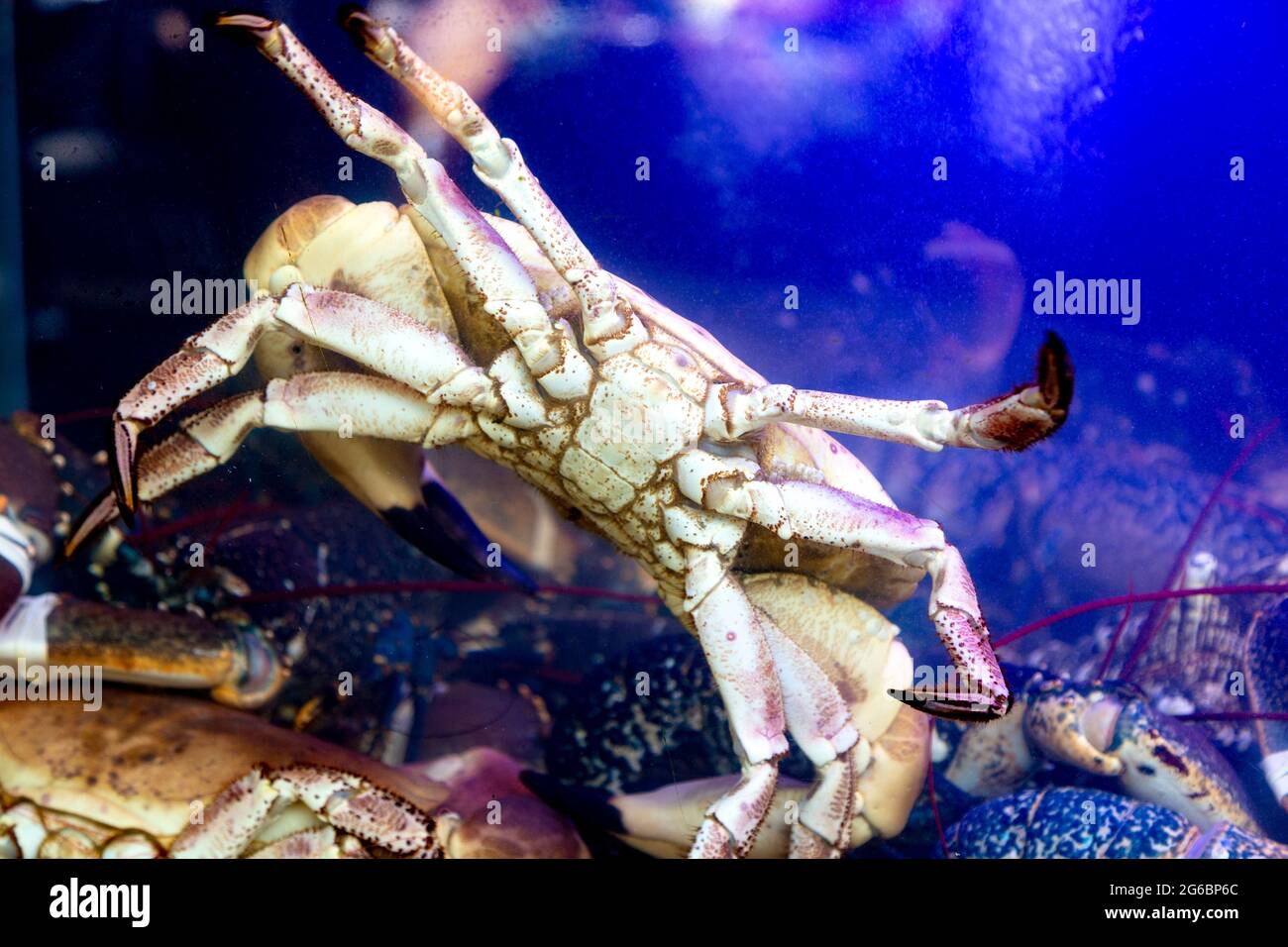 Live crab in a tank at Furness Fish Markets stall at Borough Market, London Bridge, London, UK Stock Photo