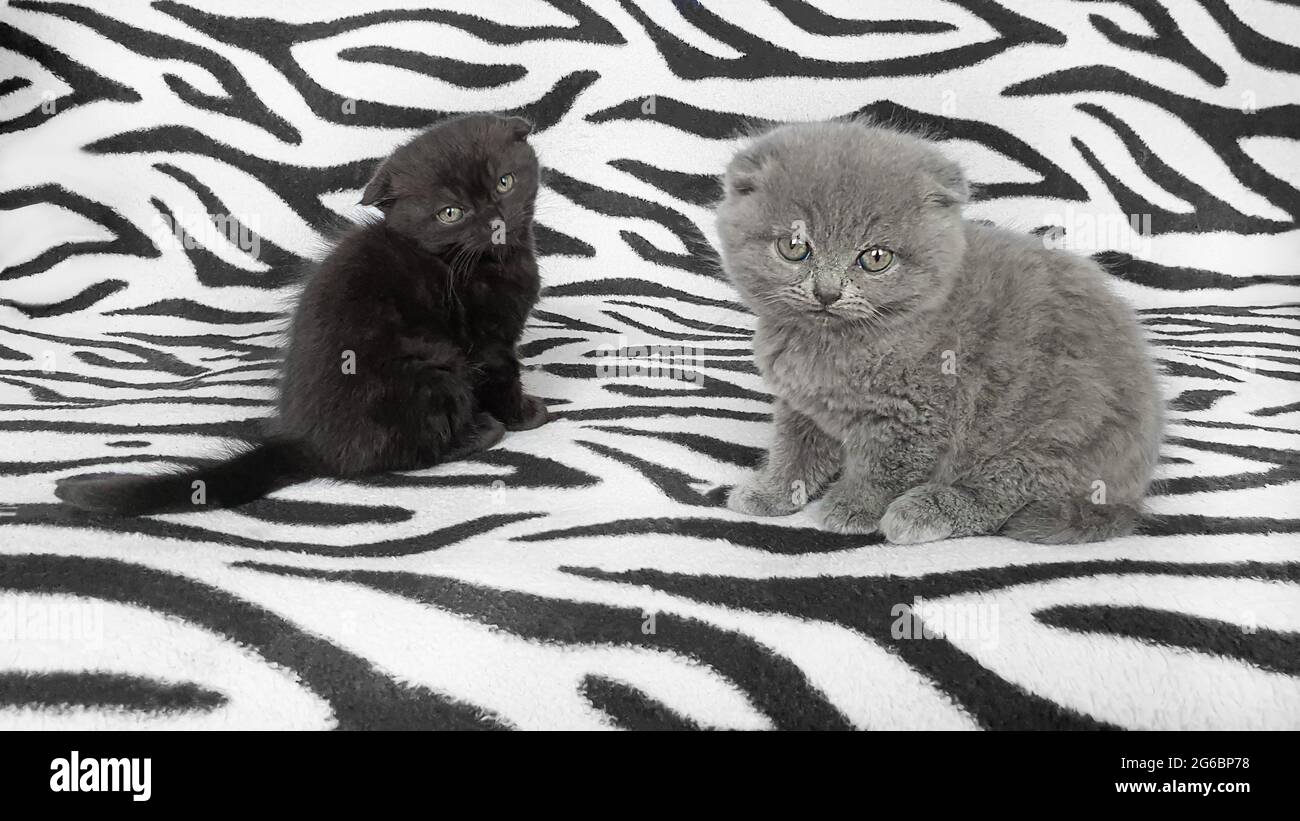 Black and gray kitten on a bedspread. Copy space. Stock Photo