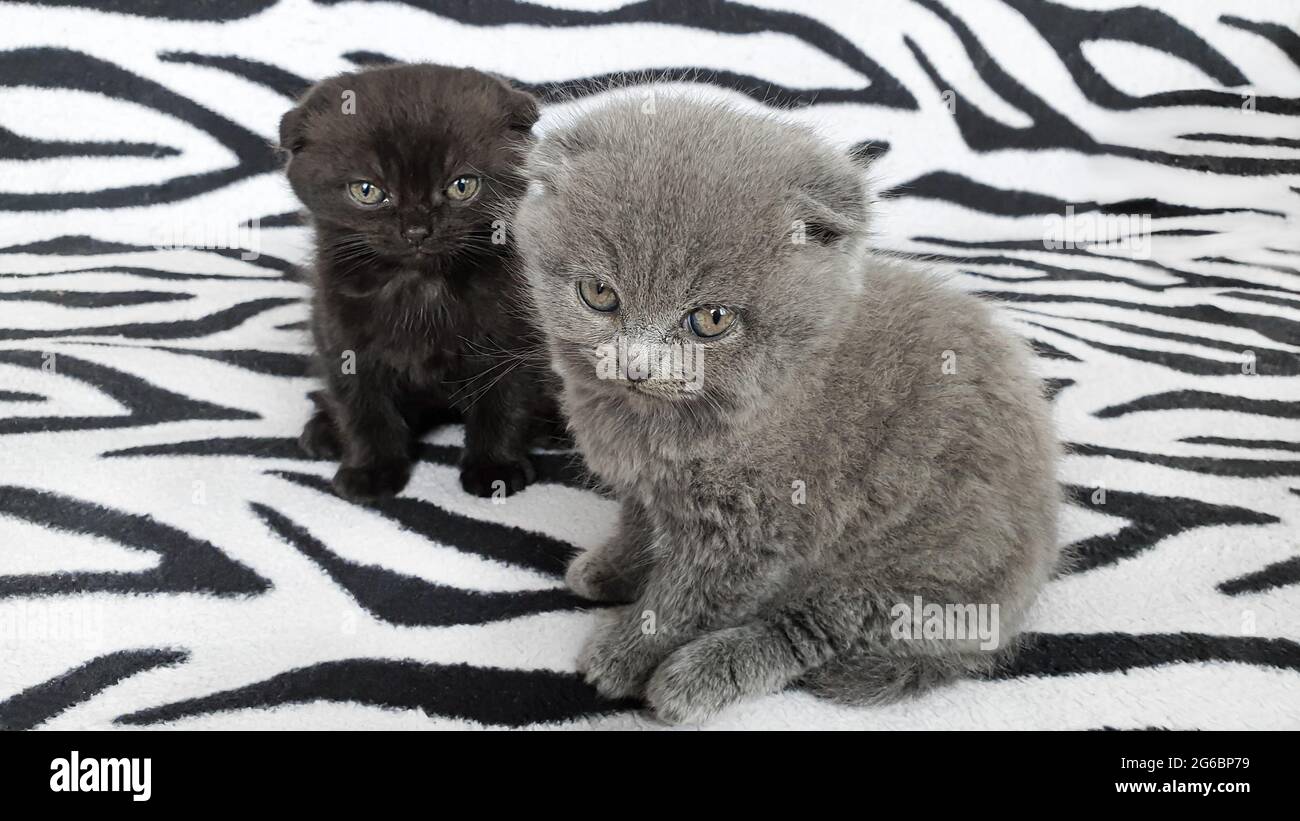 Black and gray kitten on a bedspread. Copy space. Stock Photo