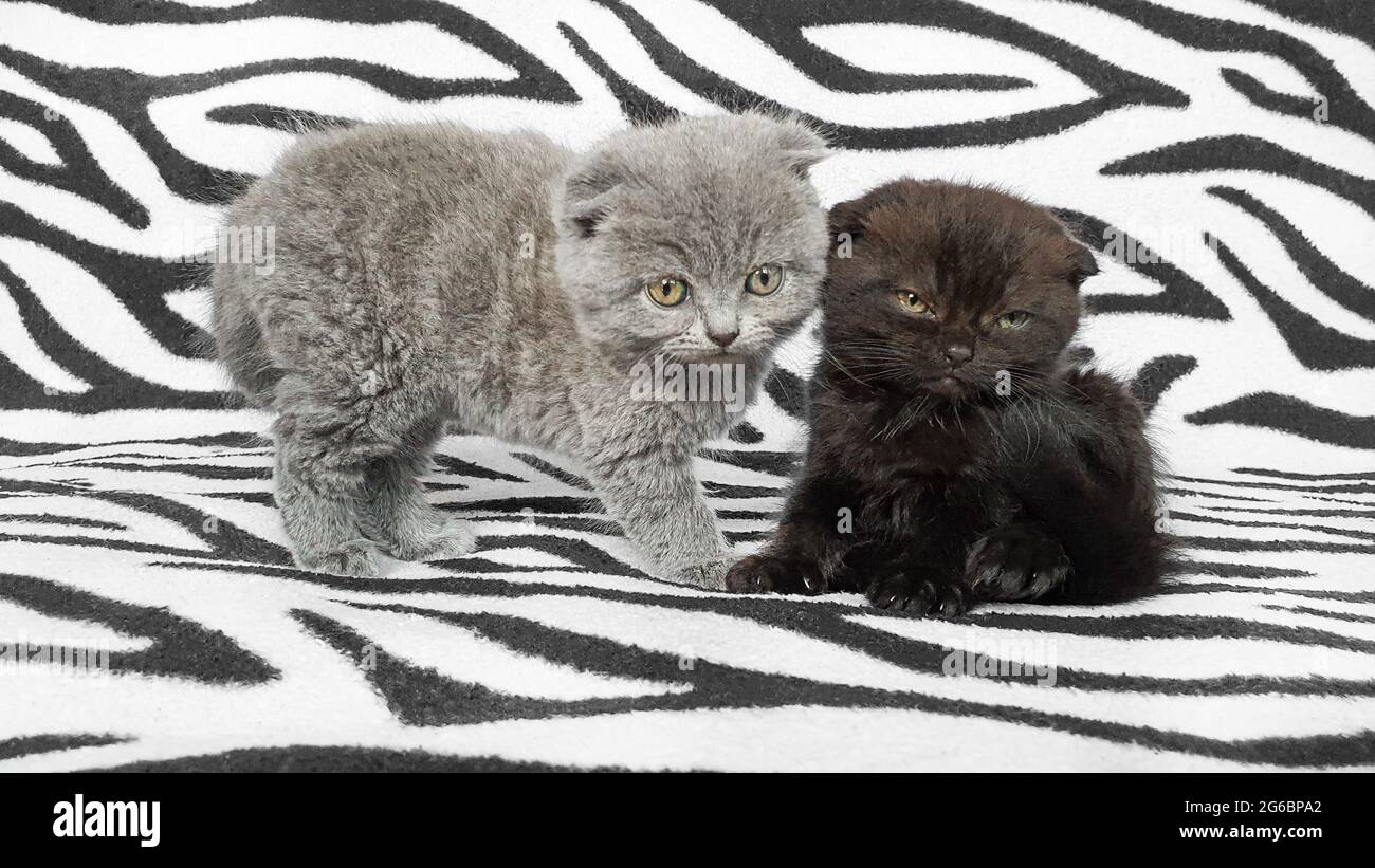 Black and gray kitten on a bedspread. Copy space. Stock Photo