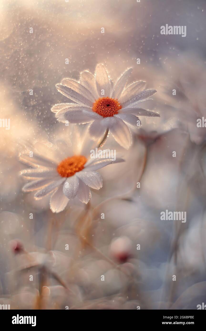Macro flowers daisy in dew Stock Photo - Alamy