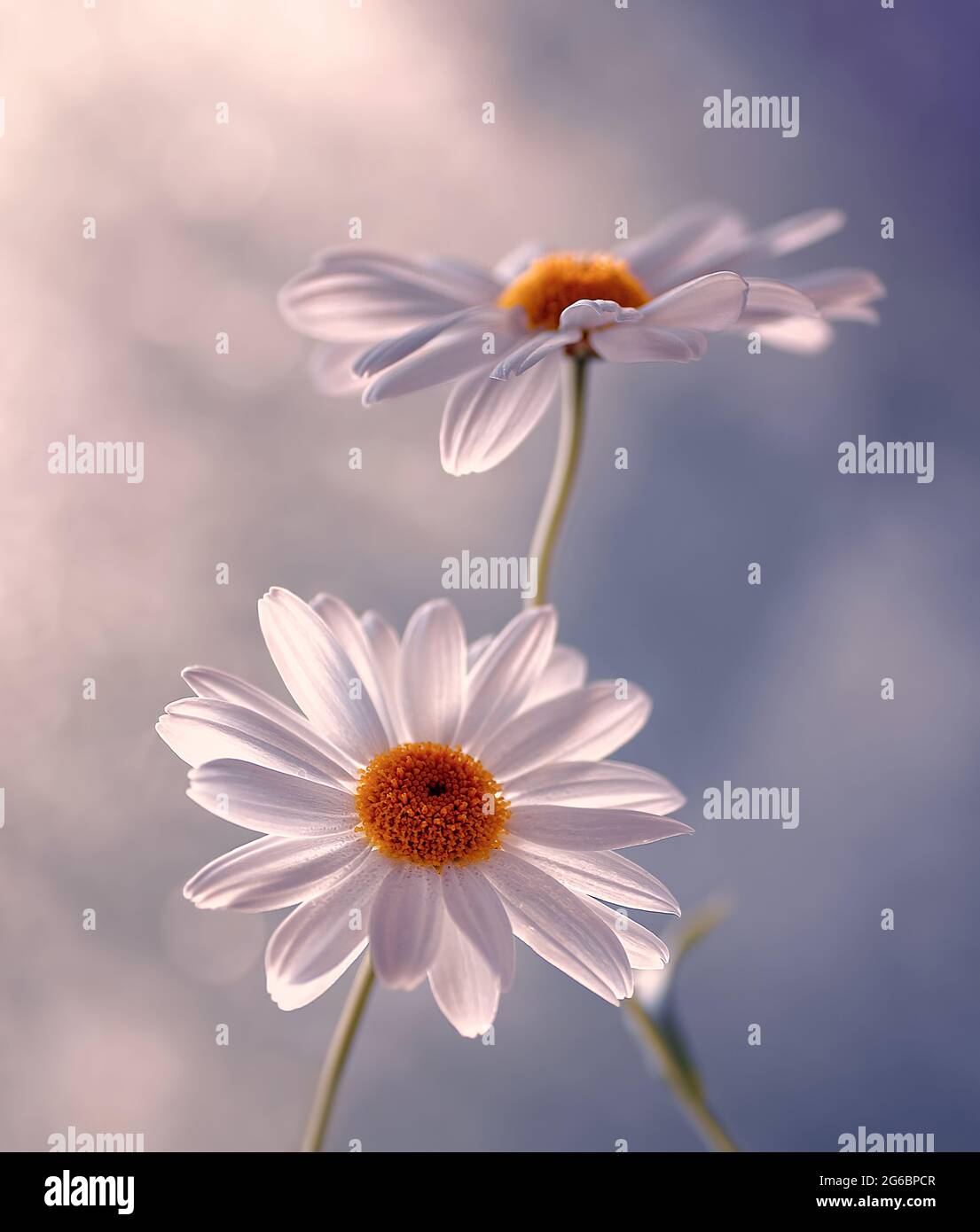 Macro flowers daisy in dew Stock Photo - Alamy