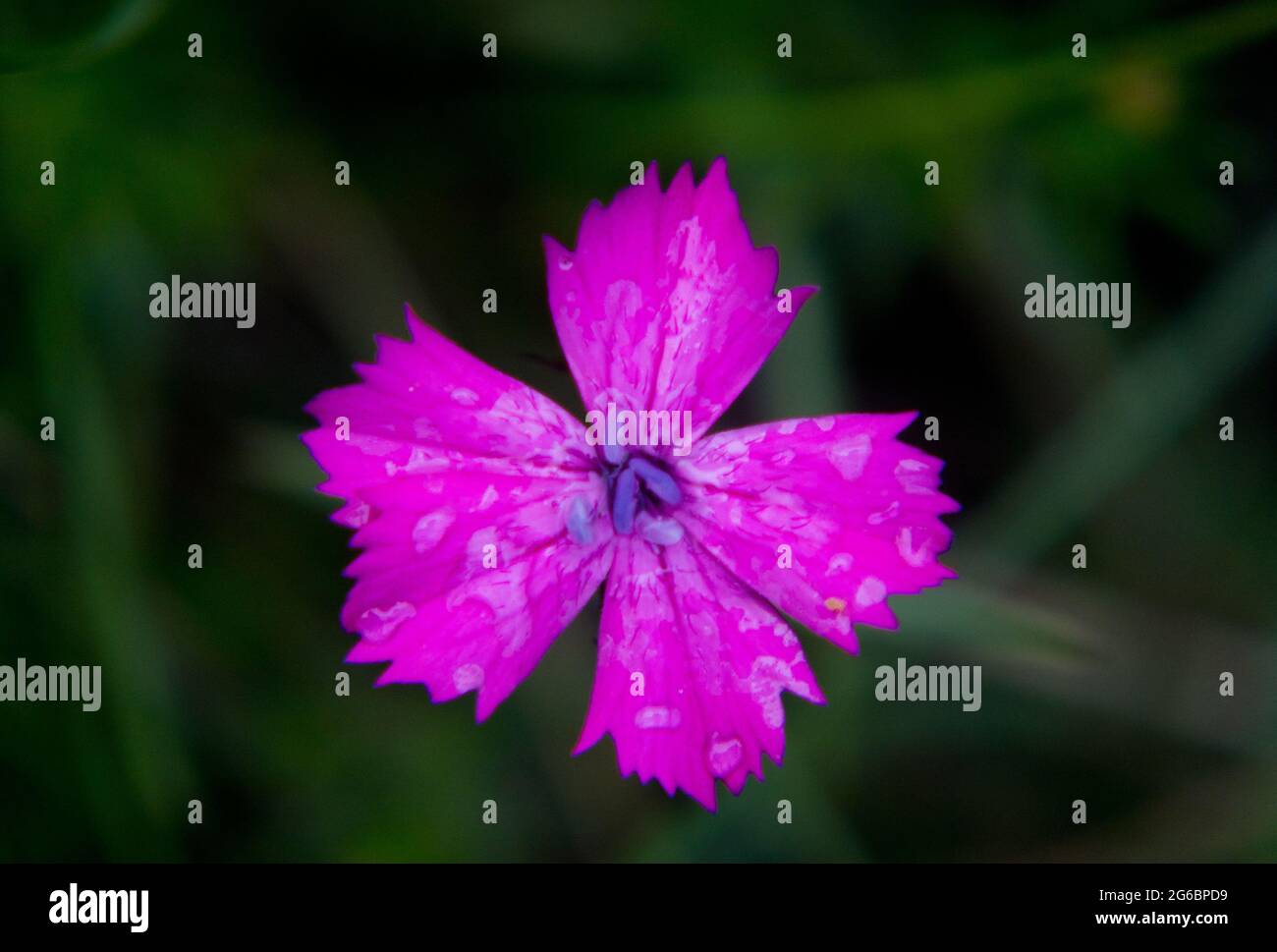 Pink flower of Alpine pink, some waterdrops on it, isolated against a dark background Stock Photo
