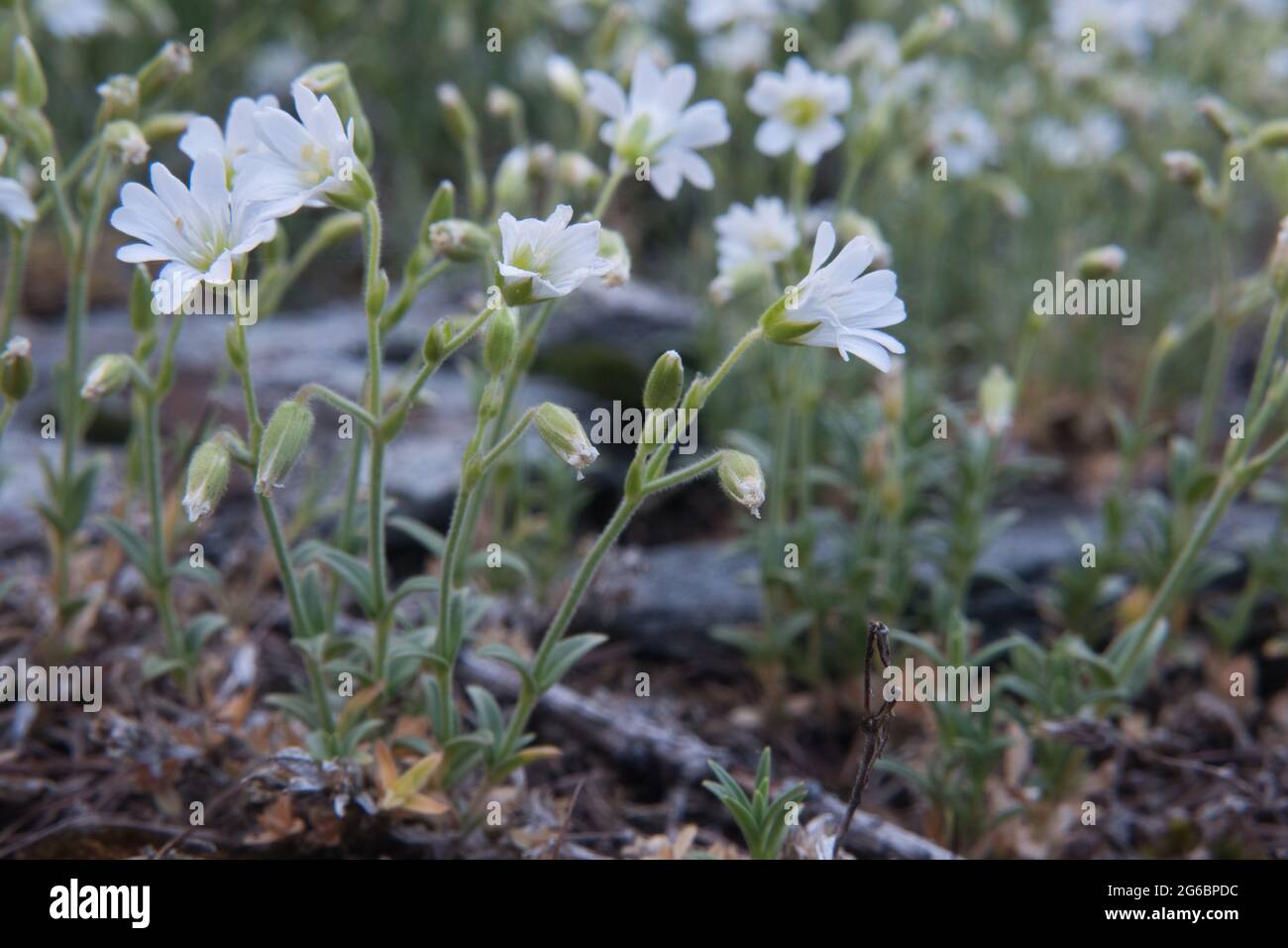 Close-up of the white flowers of Mouse-ear chickweed, also known as Starweed Stock Photo
