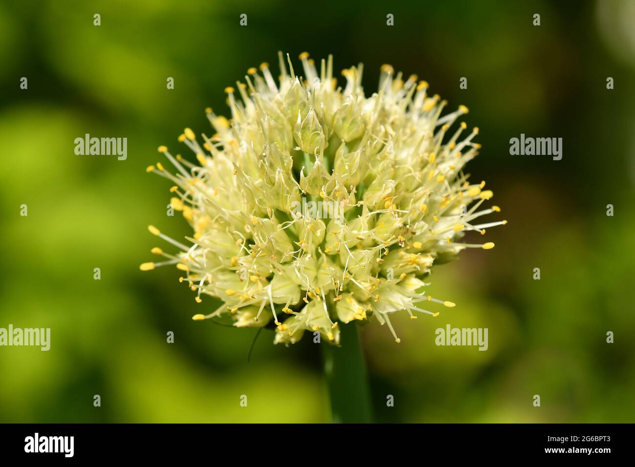 the Welsch onion with flower in a garden in summertime in Germany Stock Photo