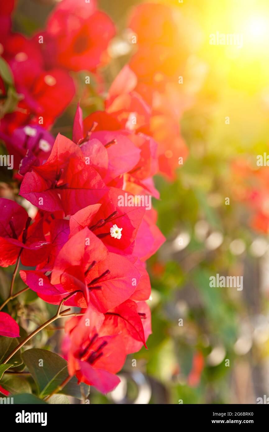Red bougainvillea blooms in a summer park. Beautiful flowers. Stock Photo