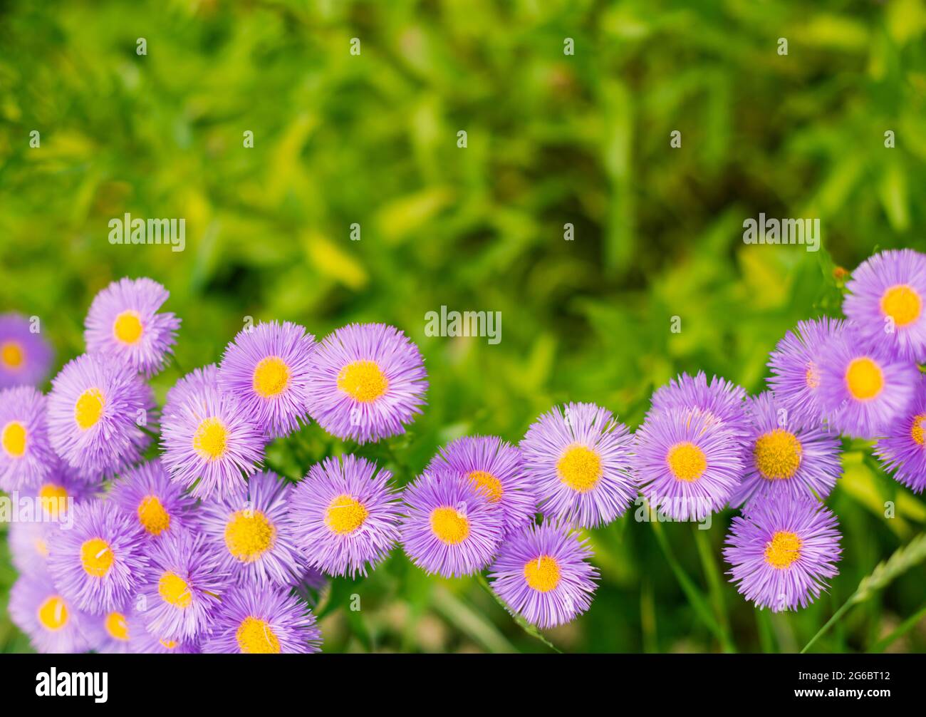 Purple botany hi-res stock photography and images - Alamy