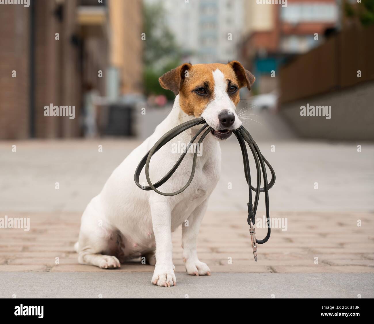 Lost jack russell hot sale terrier near me