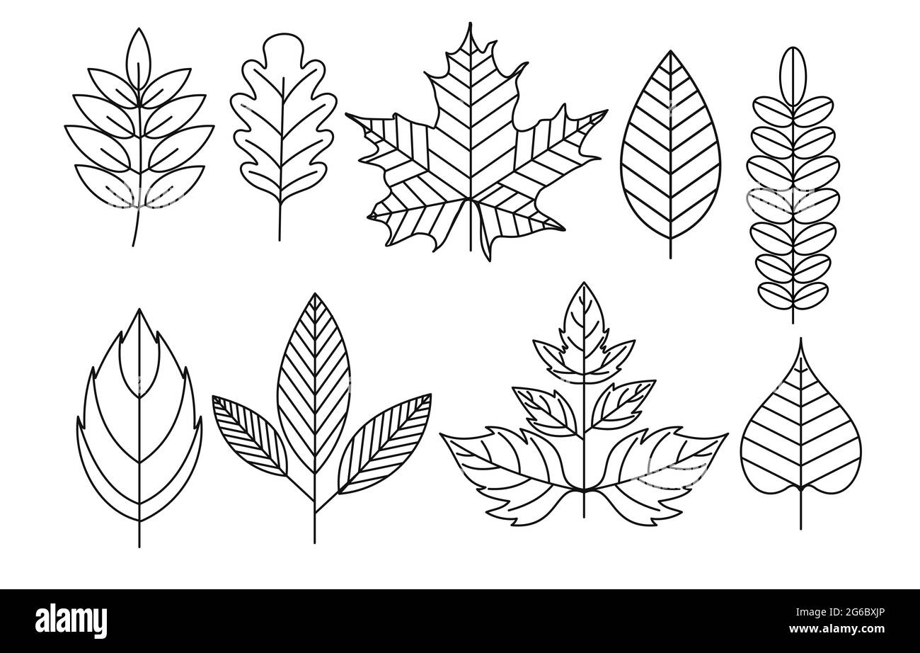 Vector illustration set of doodle leaves in line style, isolated floral elements on white background. Stock Vector