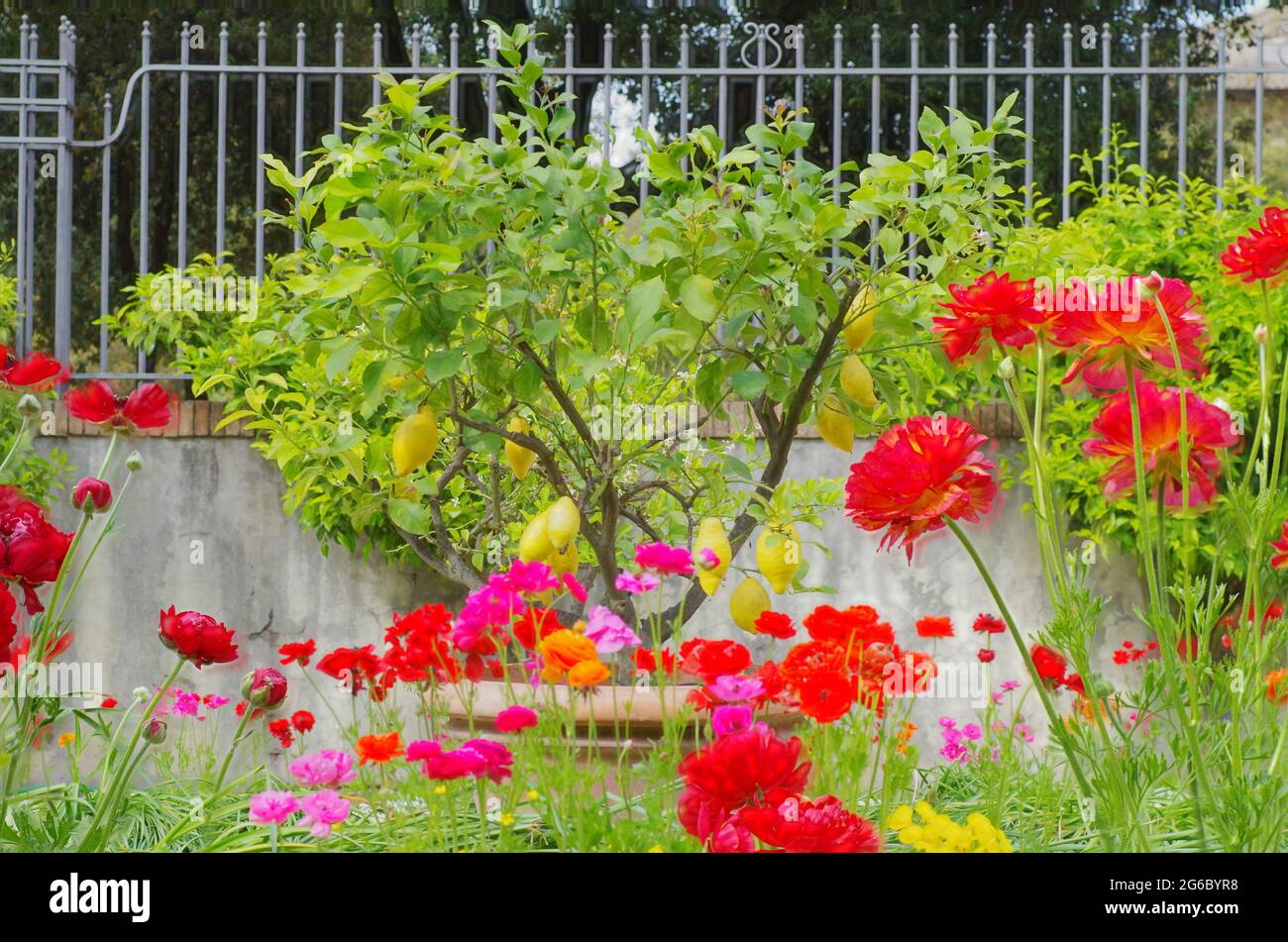 Various colored flowers hi-res stock photography and images - Alamy