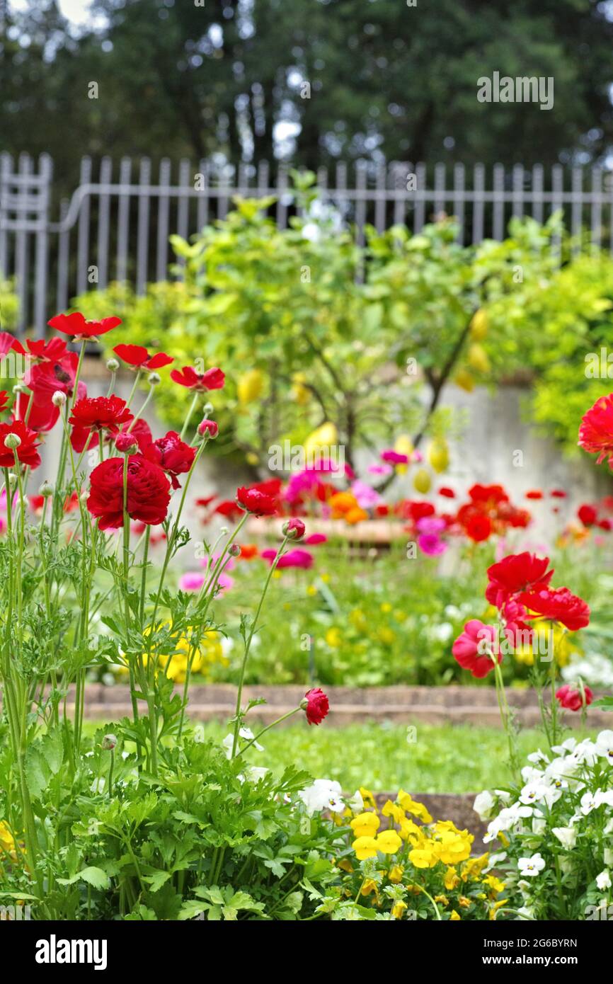 Various colored flowers hi-res stock photography and images - Alamy