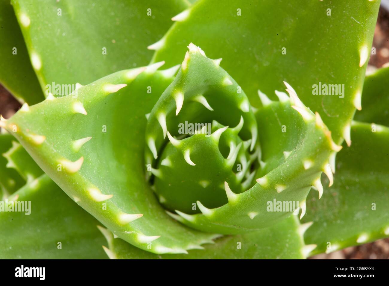 Ornamental green succulent with thick prickly leaves. Close-up of Aloe Ferox plant Stock Photo