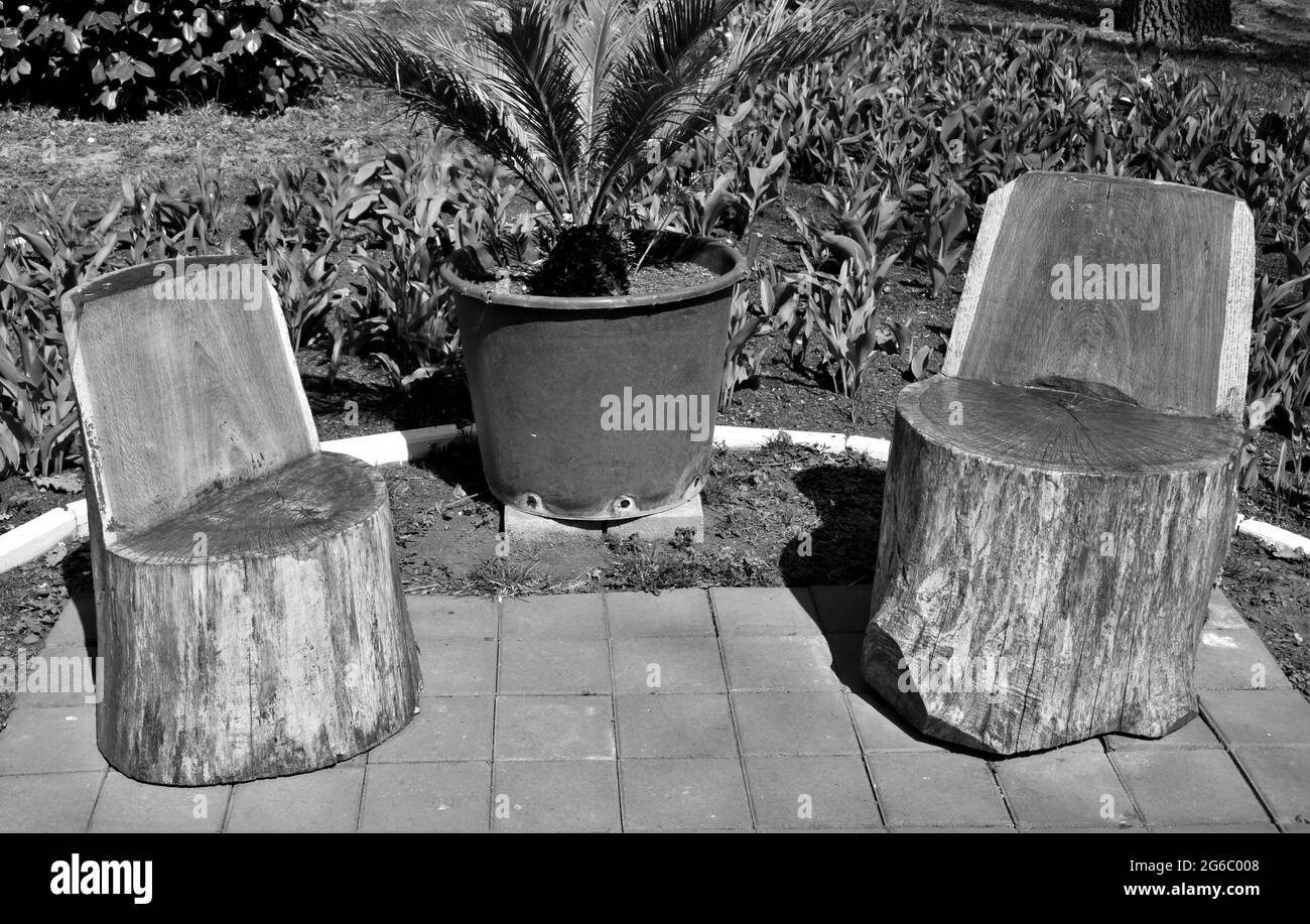 Grayscale of two wooden chair in a garden Stock Photo