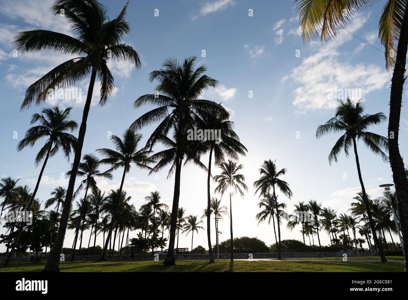 Miami, USA - April 15, 2021: palm trees in Lummus park on Ocean Drive Florida Stock Photo