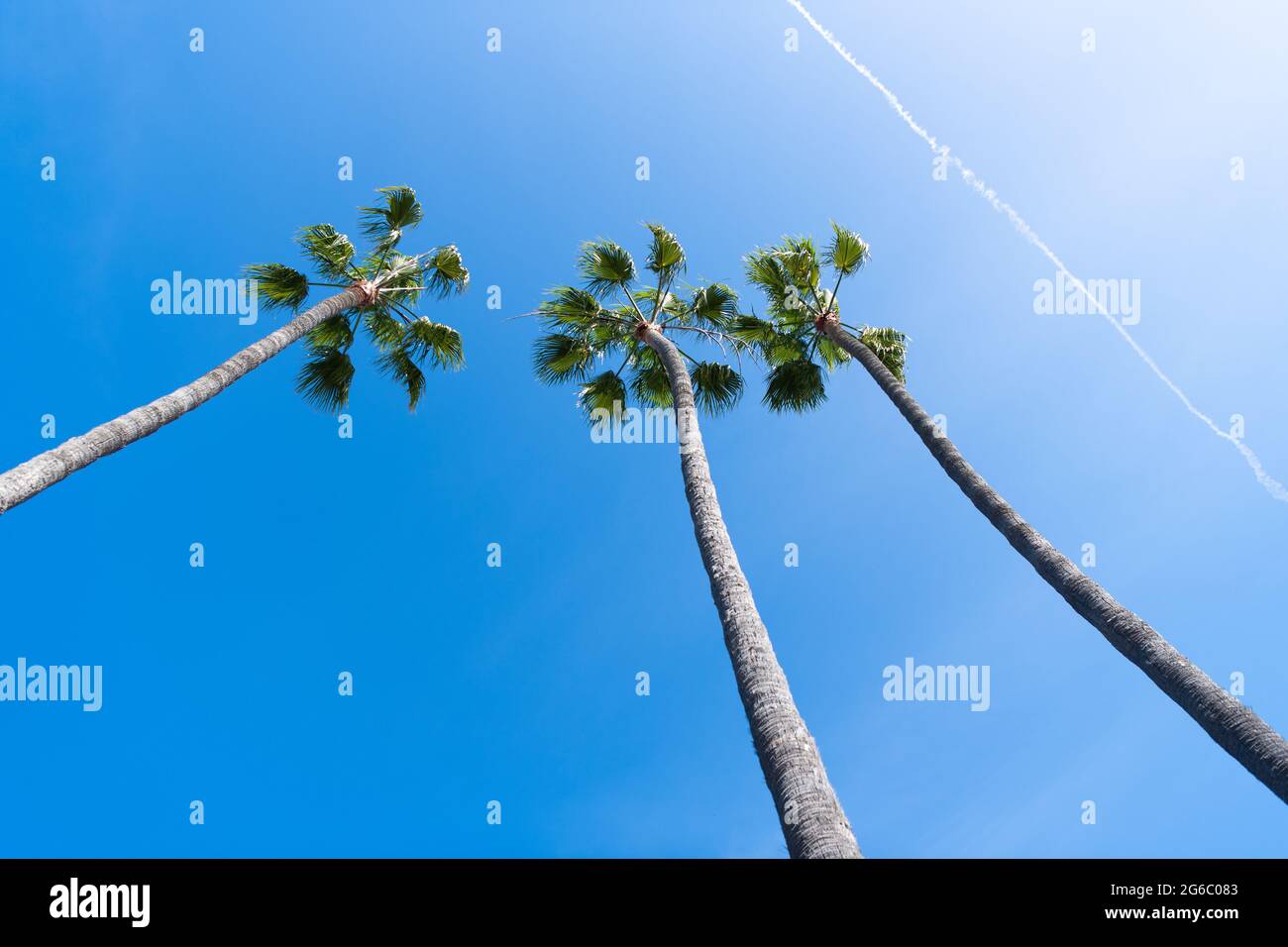 three palm trees on blue sky background with contrail in summer, summer ...