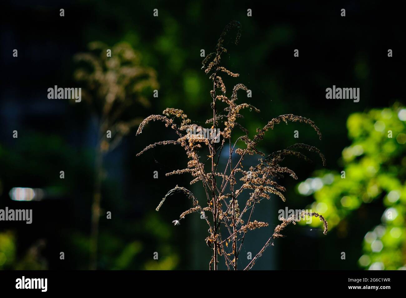 Berlin, Germany. 30th May, 2021. A faded plant stands in the Luisenstadt cemetery. Credit: Stefan Jaitner/dpa/Alamy Live News Stock Photo