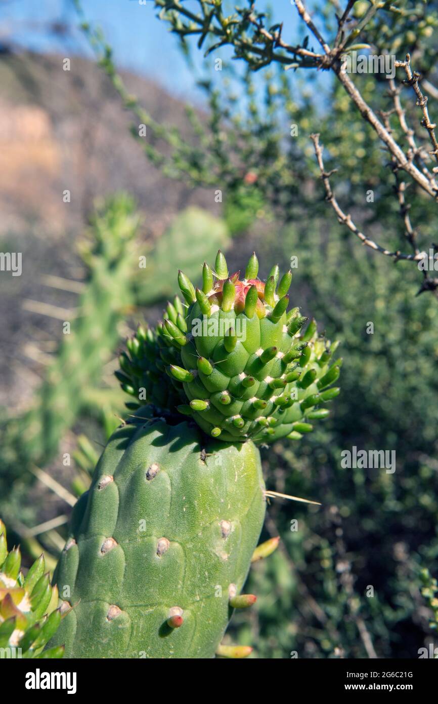 Wild cactus, (Cactaceae) Opuntia cylindrica, also called, cactus cylindricus. close up photo in sunlight. Stock Photo