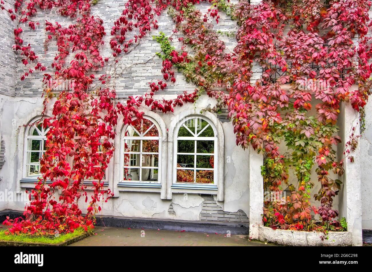 Fall color leaves of Virginia creeper or virgin ivy in landscape design of urban environment. Decorative colorful climbing plant Virginia creeper (Par Stock Photo