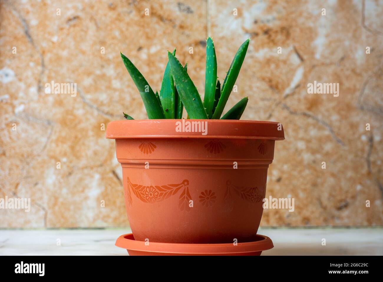Close up of Aloe Vera plant inside a flower pot. Stock Photo