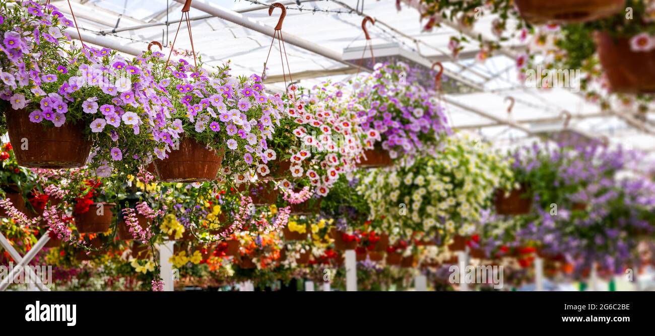 colorful flower pots hanging in ornamental garden plants center. banner copy space Stock Photo