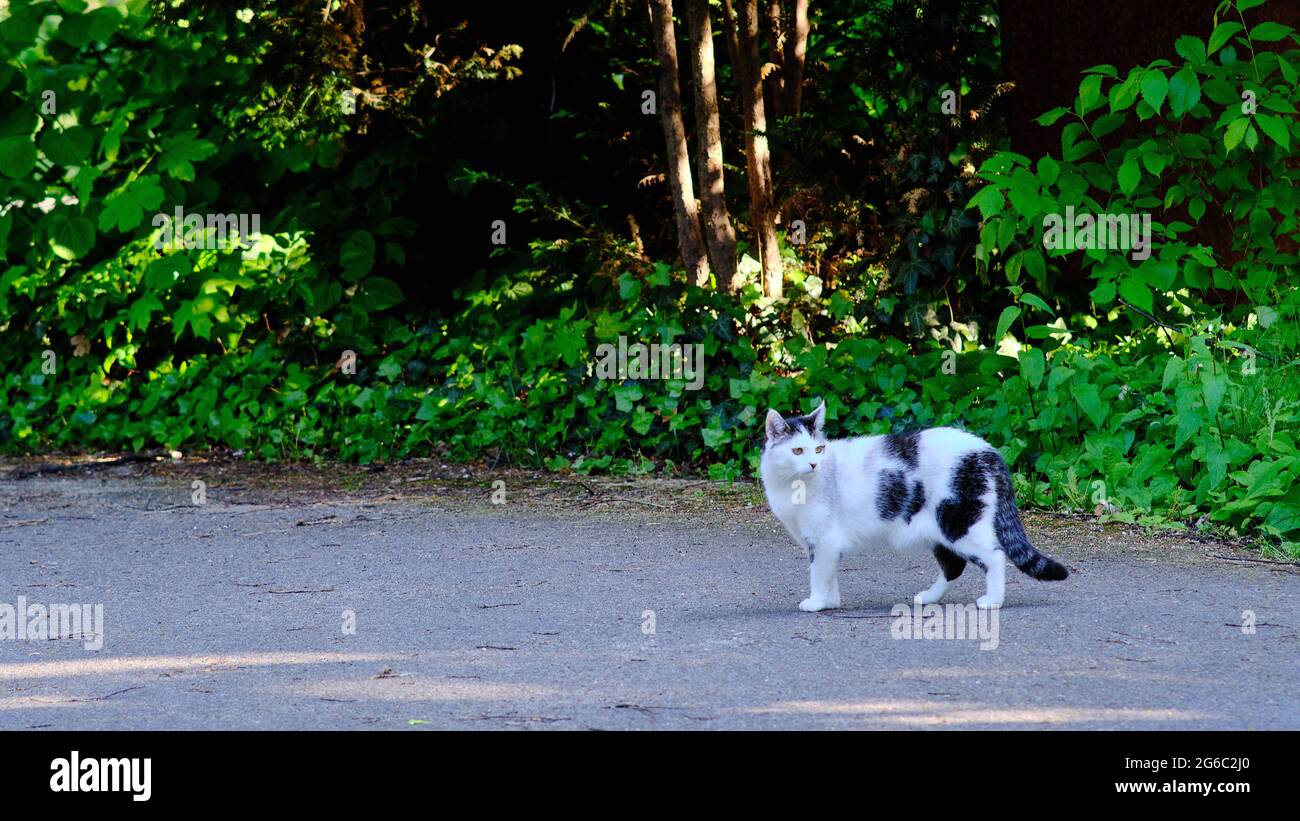 Berlin, Germany. 30th May, 2021. A cat stands on a path in the Luisenstadt cemetery. Credit: Stefan Jaitner/dpa/Alamy Live News Stock Photo