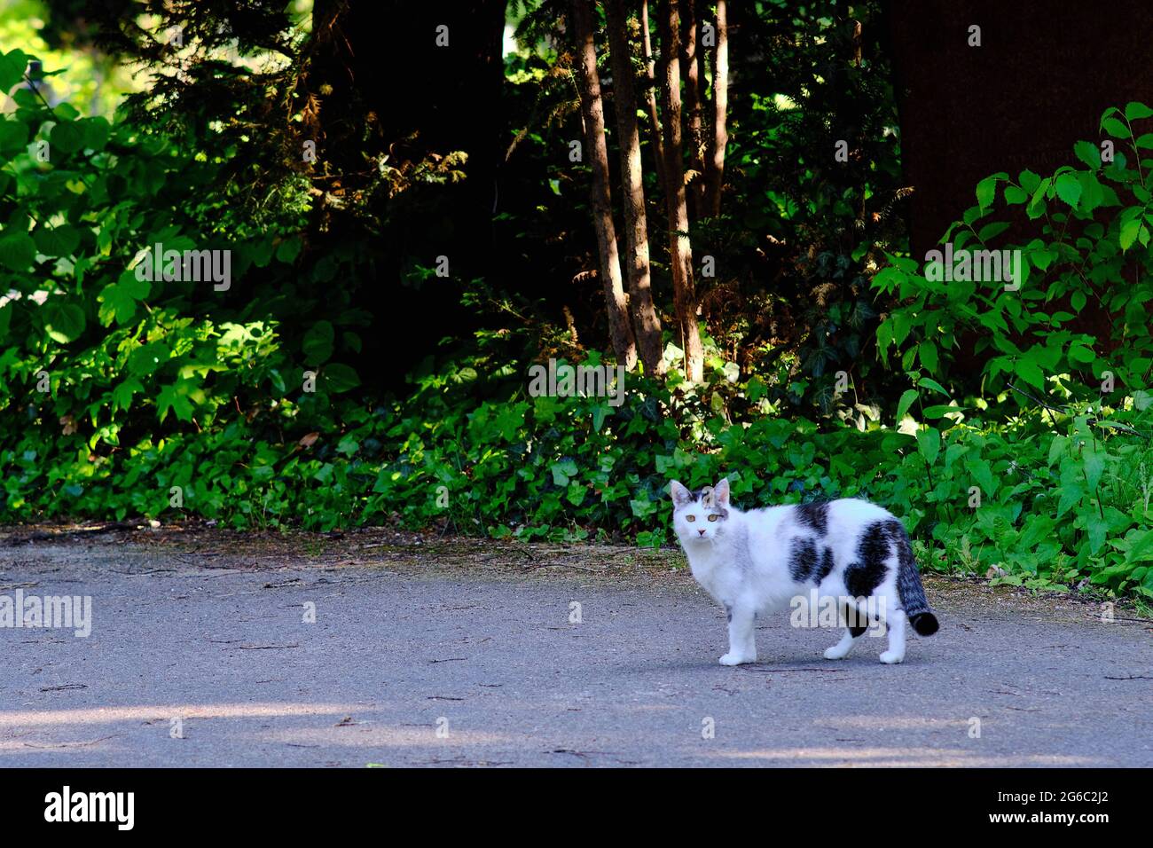 Berlin, Germany. 30th May, 2021. A cat stands on a path in the Luisenstadt cemetery. Credit: Stefan Jaitner/dpa/Alamy Live News Stock Photo
