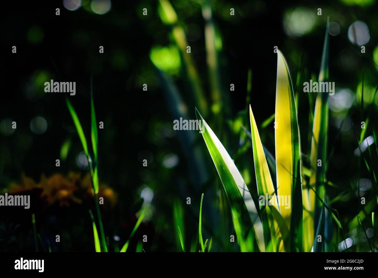 Berlin, Germany. 30th May, 2021. The leaves of a palm lily (yucca filamentosa) shine against the light on a grave in the Luisenstädt cemetery. Credit: Stefan Jaitner/dpa/Alamy Live News Stock Photo