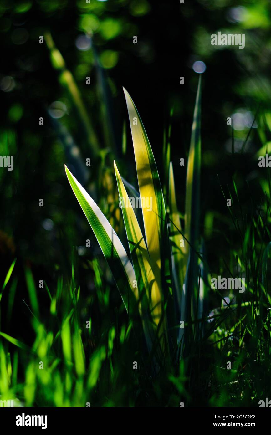 Berlin, Germany. 30th May, 2021. The leaves of a palm lily (yucca filamentosa) shine against the light on a grave in the Luisenstädt cemetery. Credit: Stefan Jaitner/dpa/Alamy Live News Stock Photo