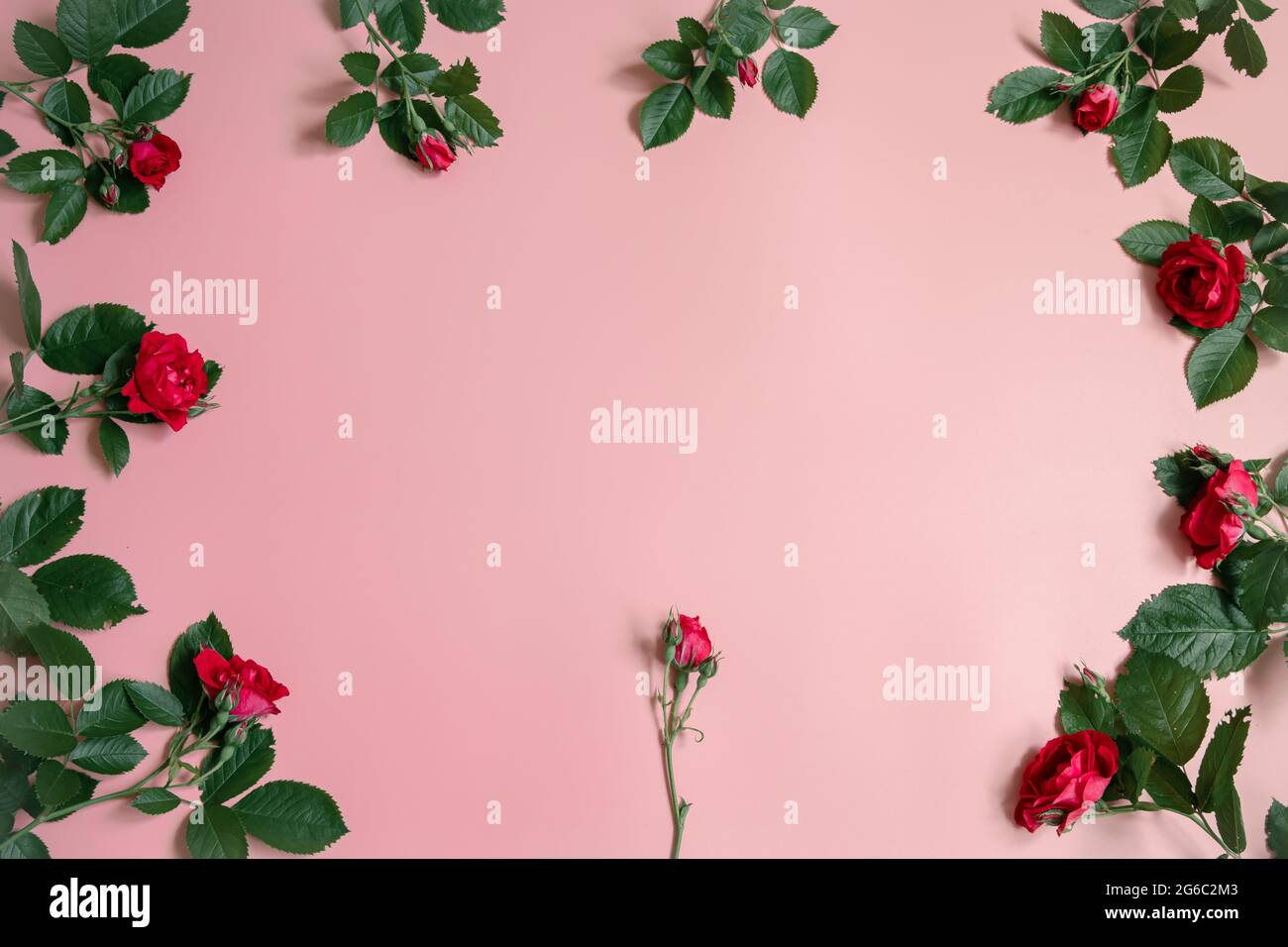 Floral arrangement with fresh natural roses on pink background copy ...