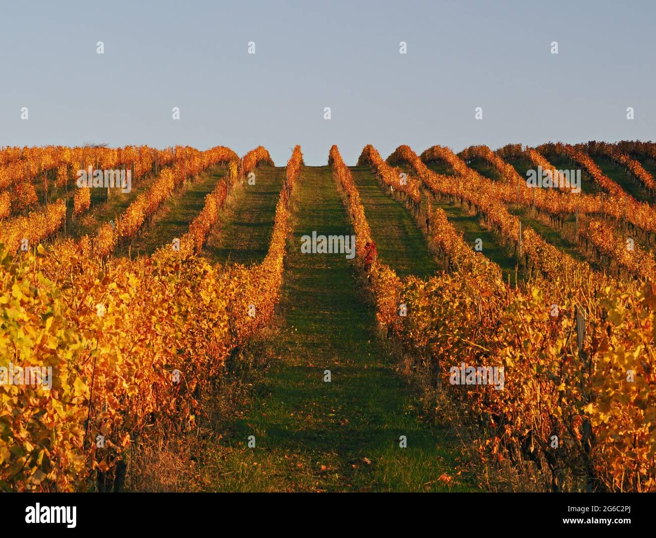 Red wine grapes during autumn, South Moravia, Czech Republic Stock Photo