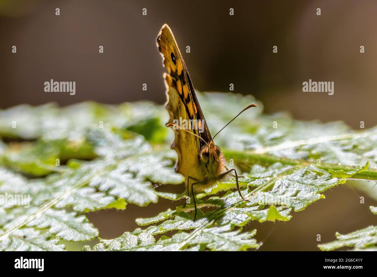 The speckled wood (Pararge aegeria) is a butterfly found in and on the borders of woodland areas throughout much of the Palearctic realm. Stock Photo