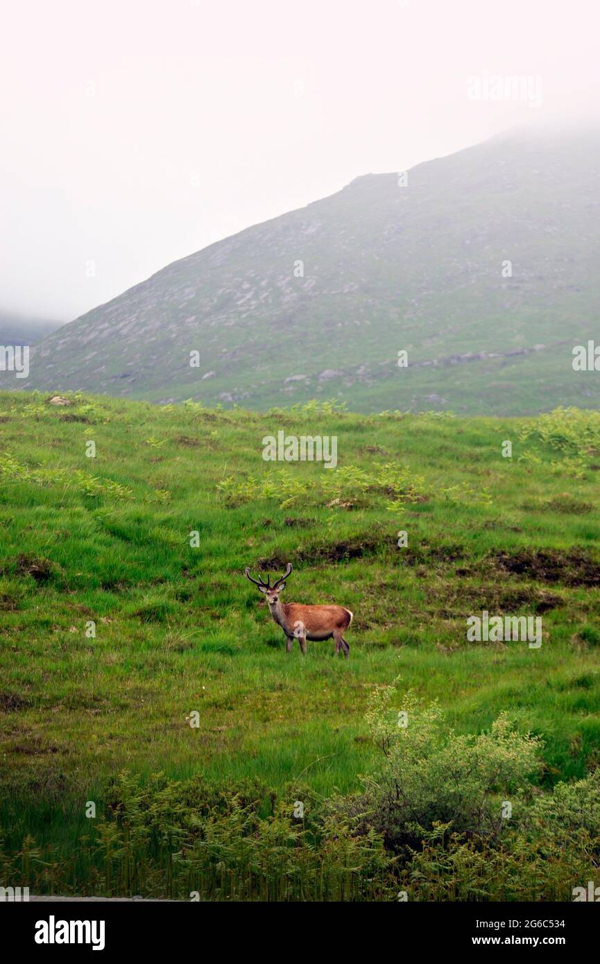 Wild Scottish Deer roaming in the Highlands. Stock Photo