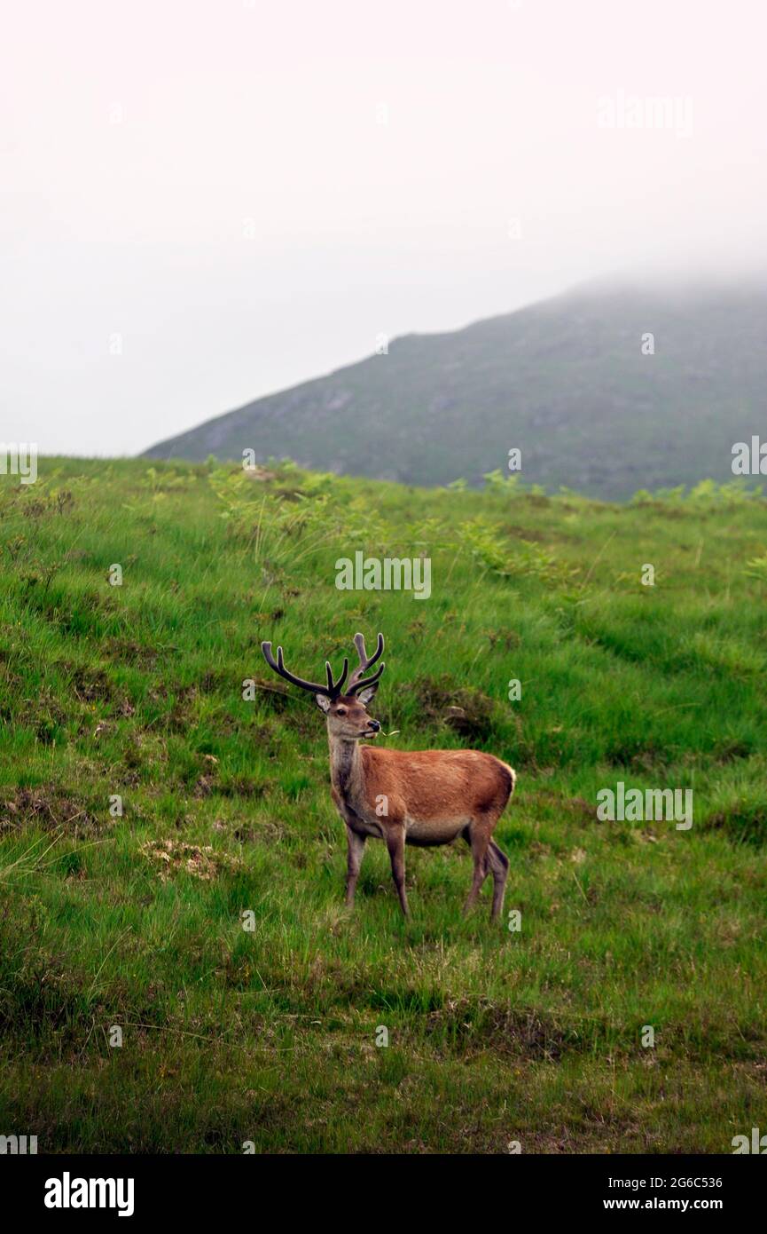 Wild Scottish Deer roaming in the Highlands. Stock Photo