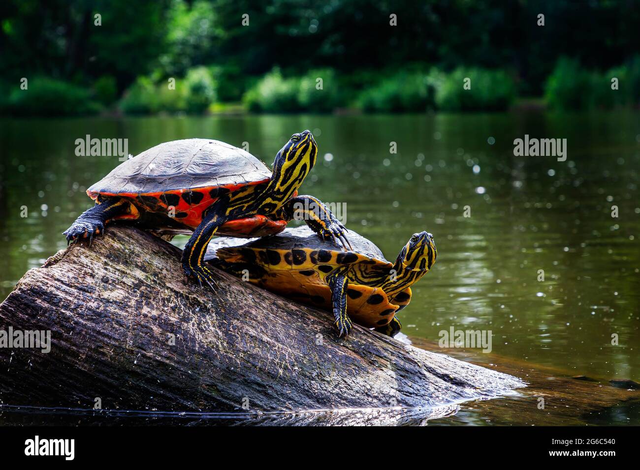Three striped-neck terrapins (Caspian Turtles) bask on a partly submerged tree trunk at Ackers Pit, Warrington, Cheshire Stock Photo