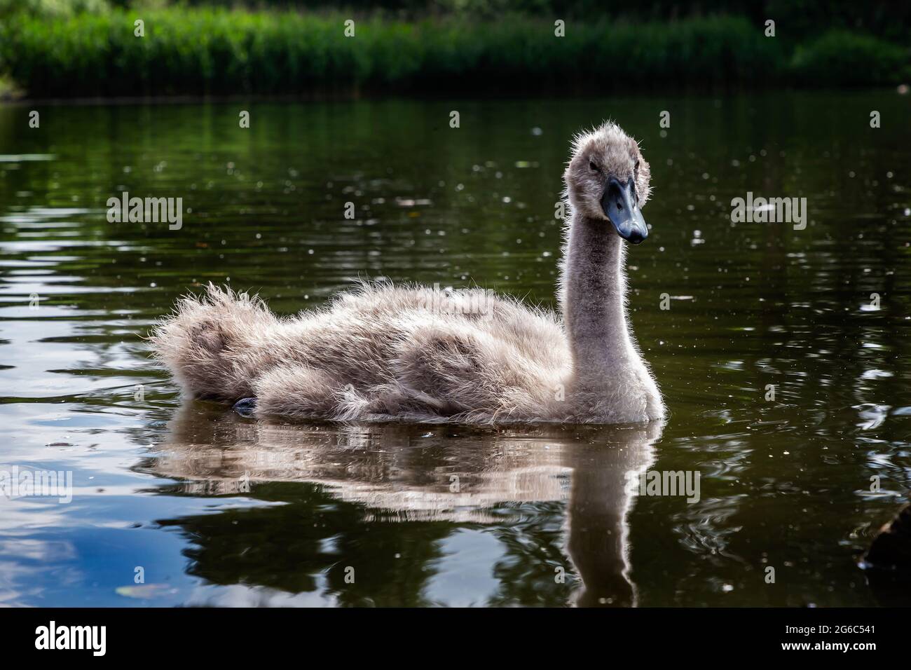 Down covered Cygnet swimming on Ackers Pit, Warrington, Cheshire Stock Photo