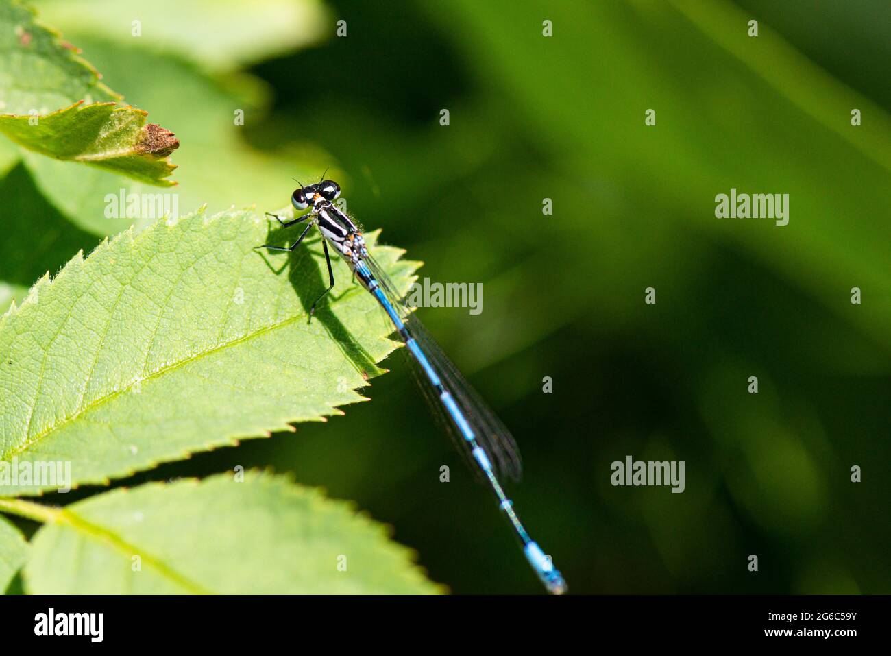 A male azure damselfly (Coenagrion puella Stock Photo - Alamy