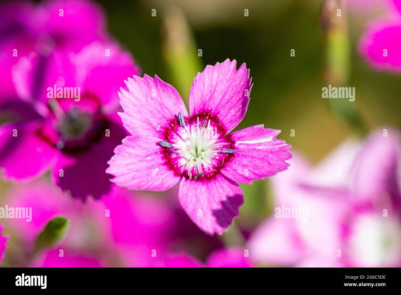 The flower of a Dianthus deltoides 'Microchips' Stock Photo
