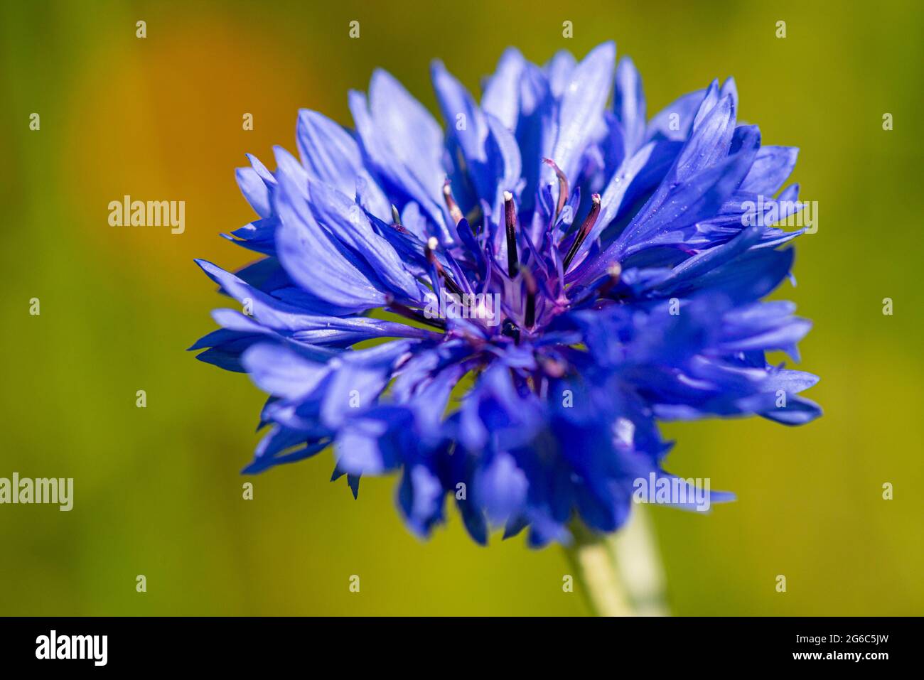cornflower (Centaurea cyanus Stock Photo Alamy