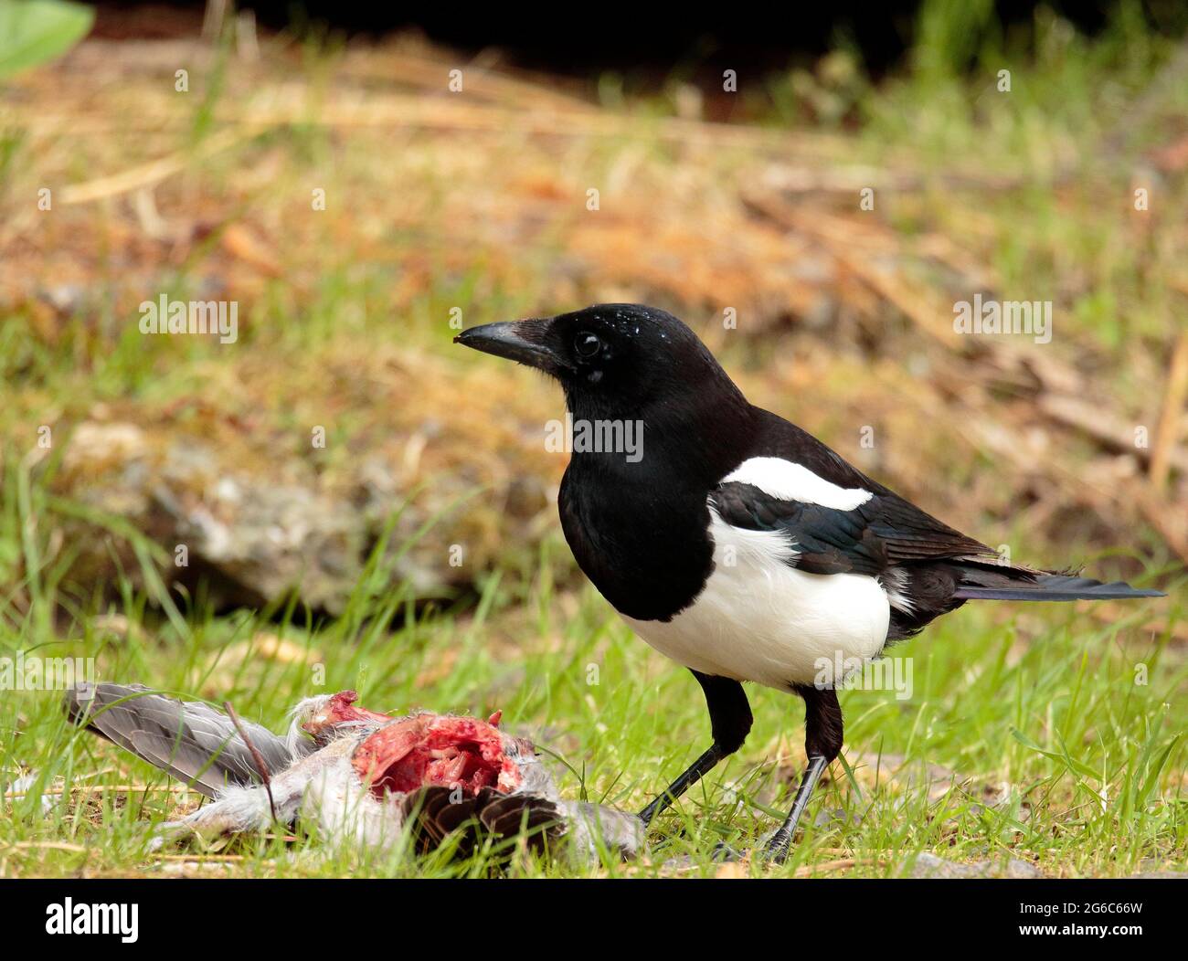 Magpie scavenging on a Sparrowhawks kill Stock Photo