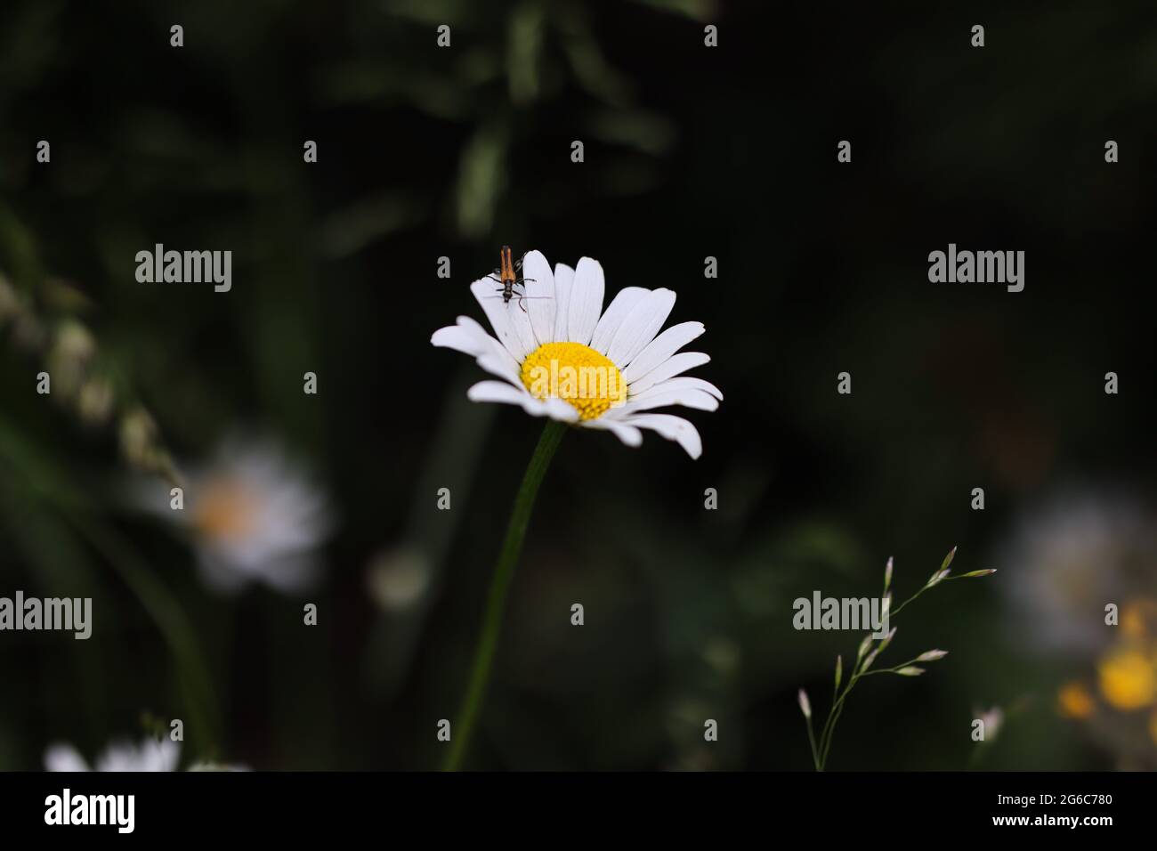 Leucanthemum is a Genus of Flowering Plants in the Aster family, Asteraceae. Moody Daisy Flower Head in Nature. Stock Photo