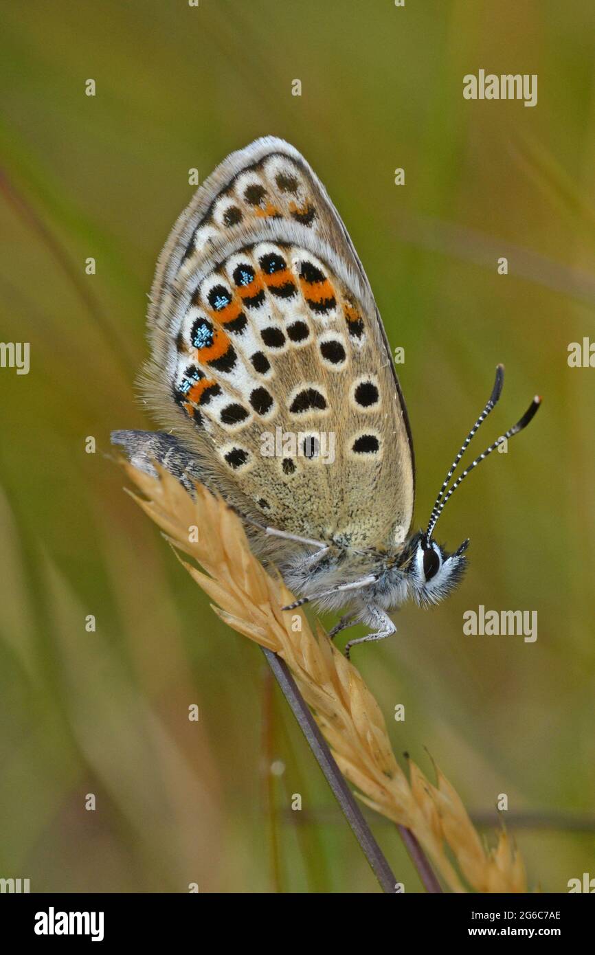 Female Silver-Studded Blue, Prees Heath, Shropshire Stock Photo