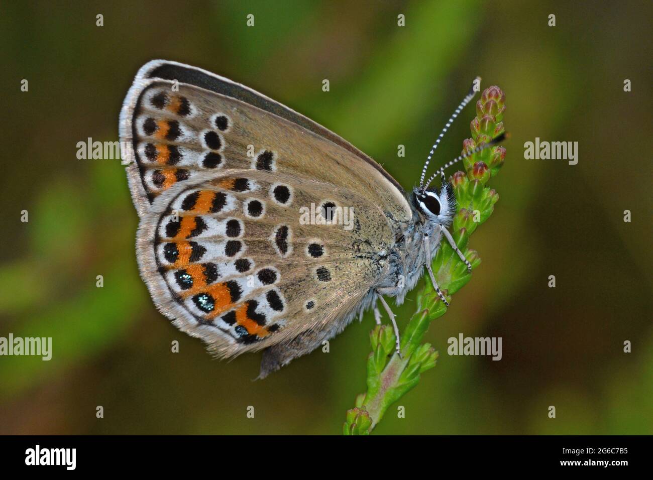 Female Silver-Studded Blue, Prees Heath, Shropshire Stock Photo