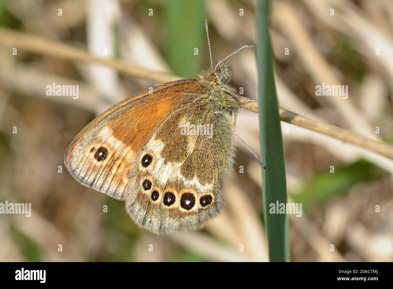 Large Heath butterfly, very rare, on Whixall Moss, Shropshire Stock Photo
