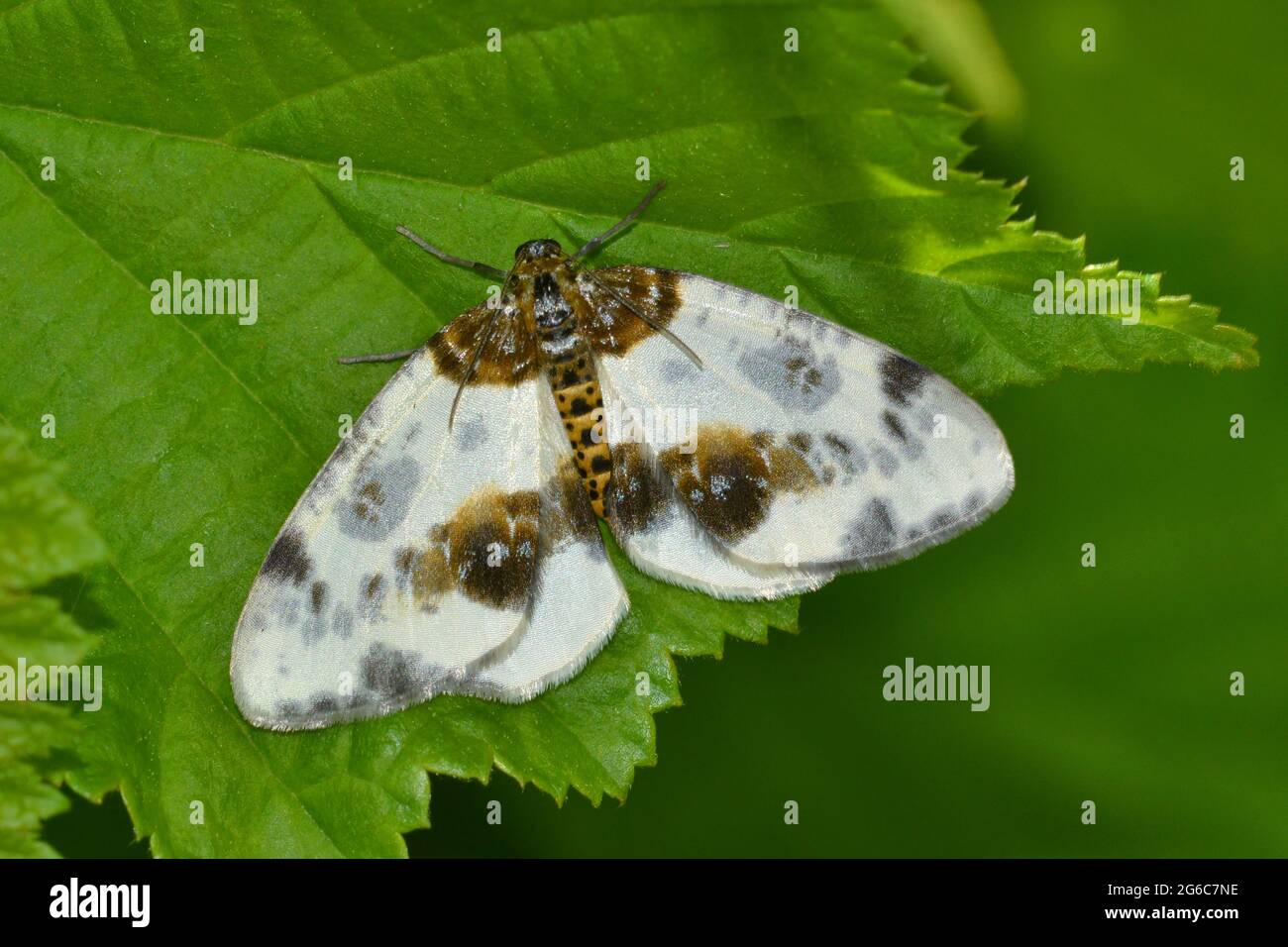 Clouded Magpie, day-flying moth, Cumbria, UK Stock Photo