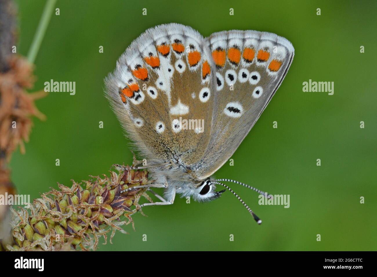 The rare Northern Brown Argus butterfly, female, Cumbria, England Stock Photo